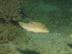 Canthigaster petersii