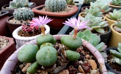 Conophytum