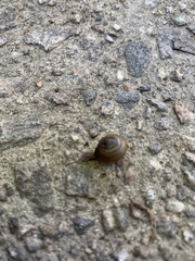 Oxychilus draparnaudi