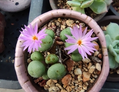 Conophytum