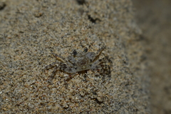 Ocypodidae