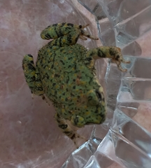 Anaxyrus debilis