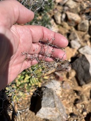 Tylecodon reticulatus