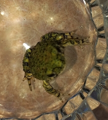 Anaxyrus debilis