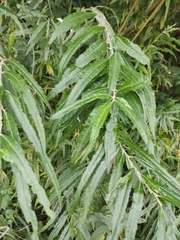Salix viminalis