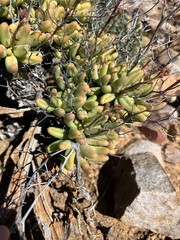 Tylecodon reticulatus