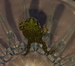 Anaxyrus debilis