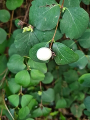 Symphoricarpos albus