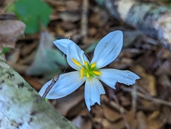 Zephyranthes candida