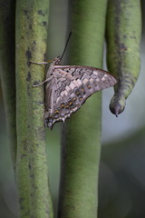 Charaxes solon