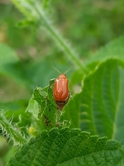 Aulacophora indica