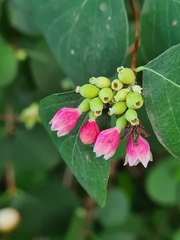 Symphoricarpos albus