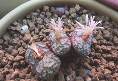 Conophytum