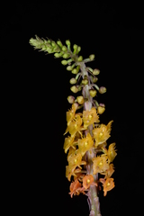 Crepidium roohutuensis