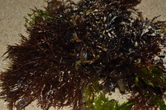 Rhodophyta