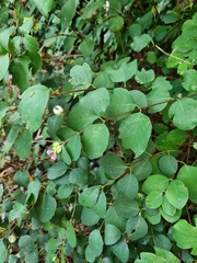 Symphoricarpos albus