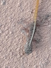 Cnemaspis mysoriensis