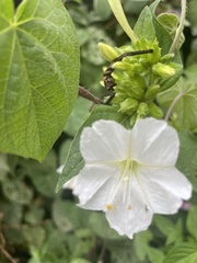 Mirabilis longiflora