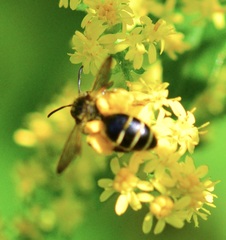 Cnemidandrena