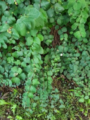 Symphoricarpos albus