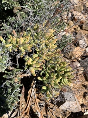 Tylecodon reticulatus