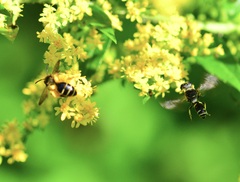 Cnemidandrena