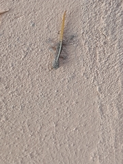 Cnemaspis mysoriensis