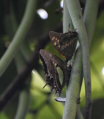 Polyura bharata