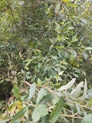 Salix cinerea