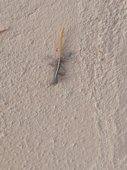 Cnemaspis mysoriensis