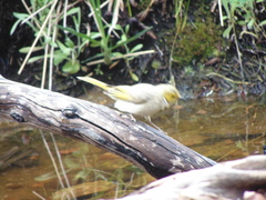 Ptilotula penicillata