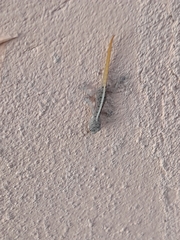 Cnemaspis mysoriensis