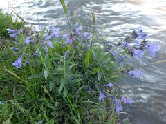 Nepeta sibirica