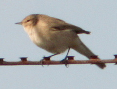 Phylloscopus collybita