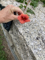 Campsis