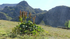 Rumex alpinus