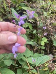 Desmodium cuspidatum