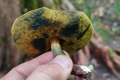 Xerocomellus ripariellus