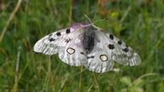 Parnassius apollo