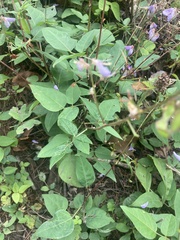Desmodium cuspidatum
