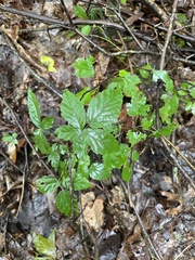 Rubus pubescens