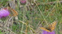 Argynnis niobe