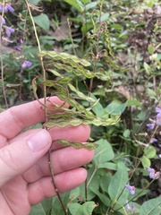 Desmodium cuspidatum