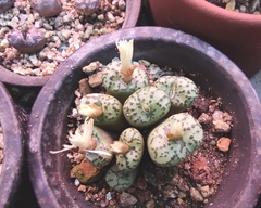 Conophytum