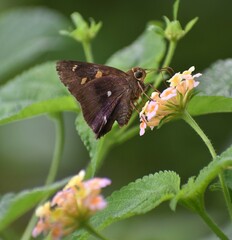 Hasora badra