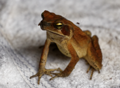Rhinella ornata