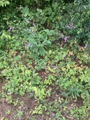 Desmodium cuspidatum