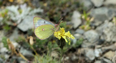 Colias phicomone