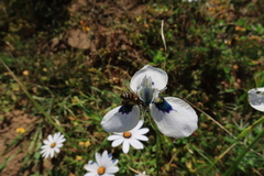 Moraea aristata