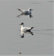 Chroicocephalus brunnicephalus